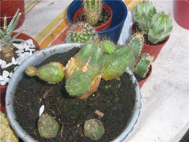 kaktusi